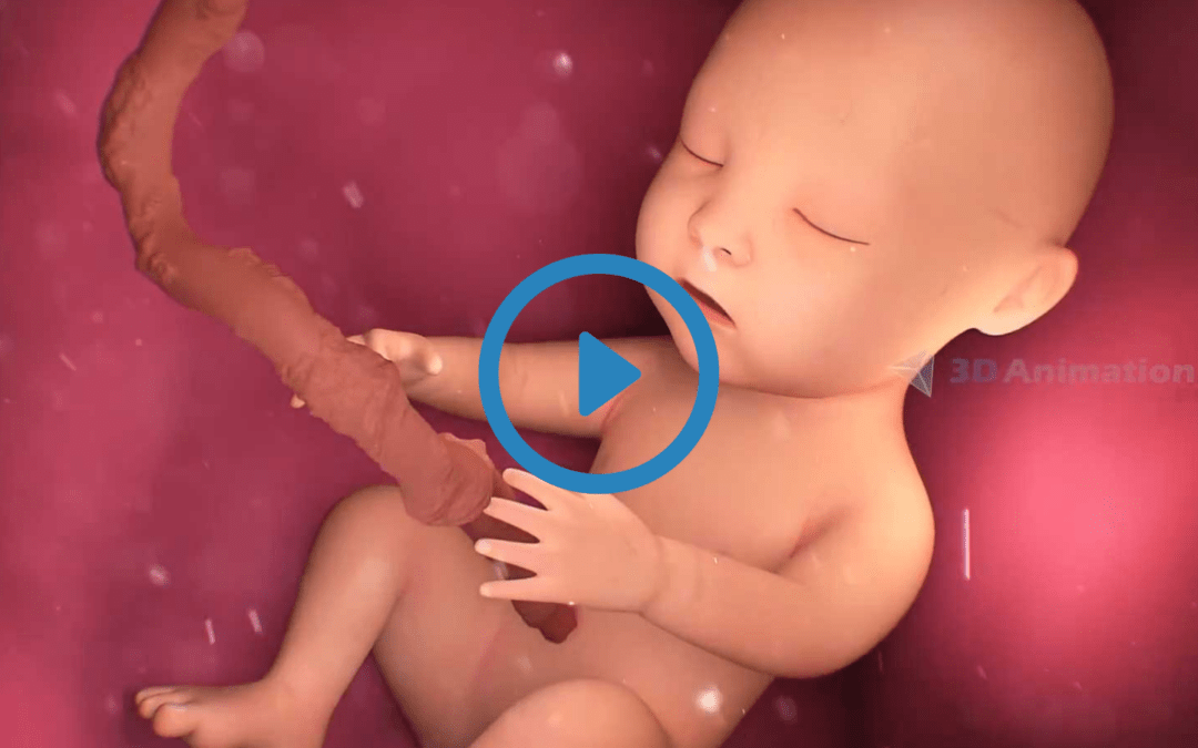 Portfolio:  2D Medical Biology Animation Video by EFFE Animation