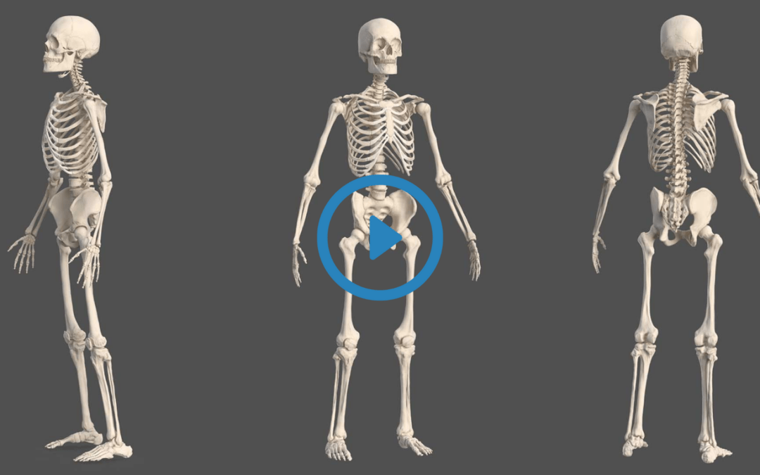 Portfolio: 3D Animated Anatomy Video for Body’s Movement System | EFFE Animation