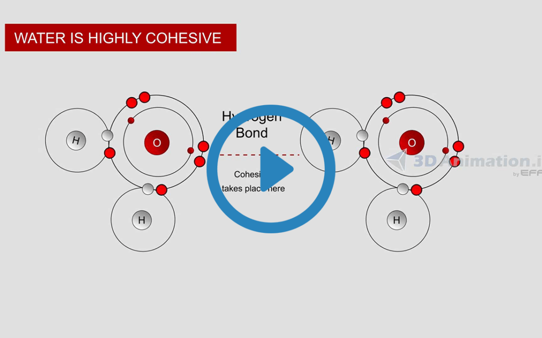 Portfolio: Interactive Learning Solutions for Kids | Educational 2D Animation Services