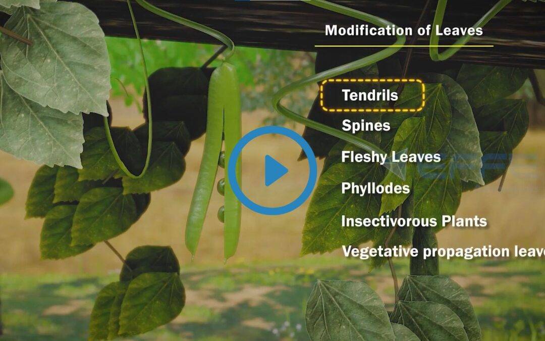 Portfolio: 3D Plant Animated E-learning Videos | E-learning Animation Services