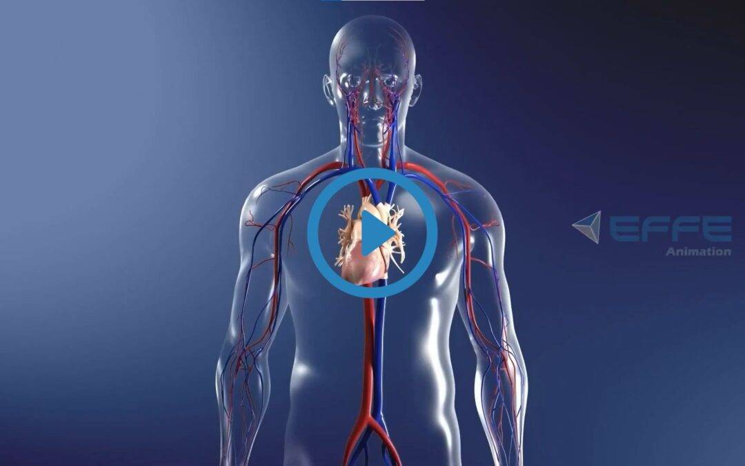 Portfolio: 3D Heart Animation Video | Medical Animation Company