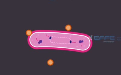 Portfolio: Understanding Antibiotics Through 3D Antibiotic Resistance Video
