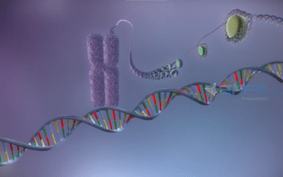Bringing Molecular Biology to Life through the Molecular Mechanism of DNA and RNA