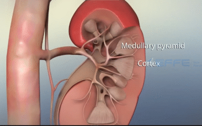 portfolio: Understanding Kidney Function through 3D Kidney Structure Model