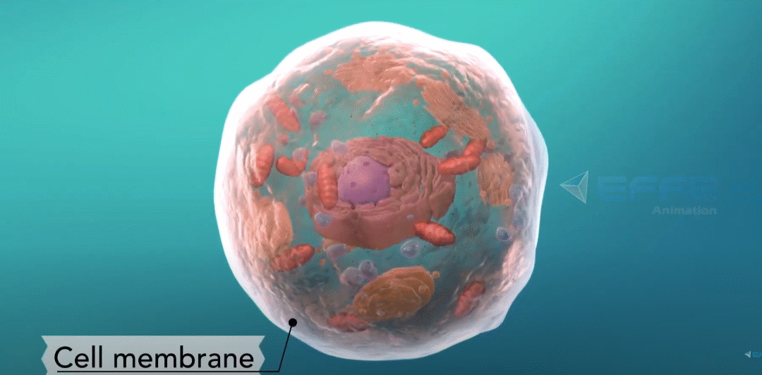 Protein synthesis video