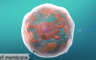 Portfolio: Bringing Molecular Biology to Life with Protein Synthesis Video