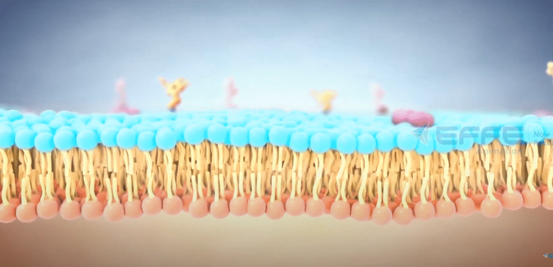 Plant cell 3D Animation