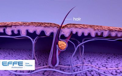 Portfolio: Understanding Pimples with 3D Integumentary Anatomy Animation
