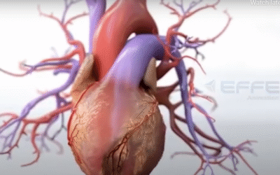 Portfolio: Bringing the Heart to Life with Cardiovascular Disease Mechanism Animation