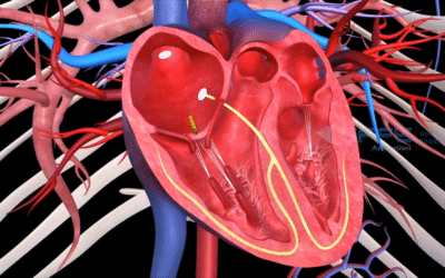 Portfolio: Bringing the Human Heart to Life with 3D Cardiovascular Anatomy Animation